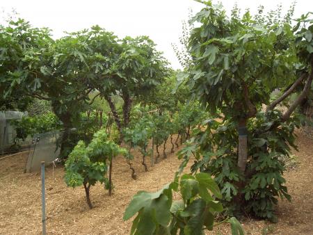Jardin de mon père