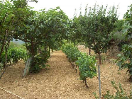 Jardin de mon père