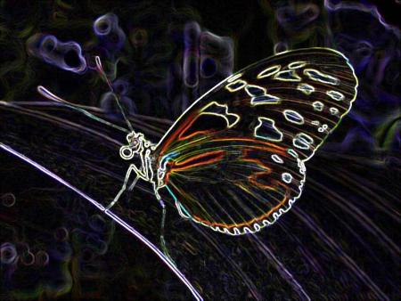 Papillon de nuit