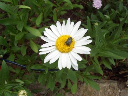 Jardin de mon père