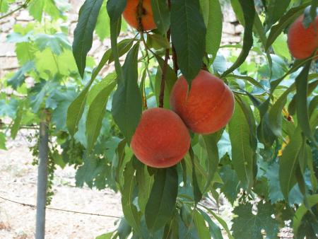 Jardin de mon père