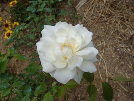 Jardin de mon père