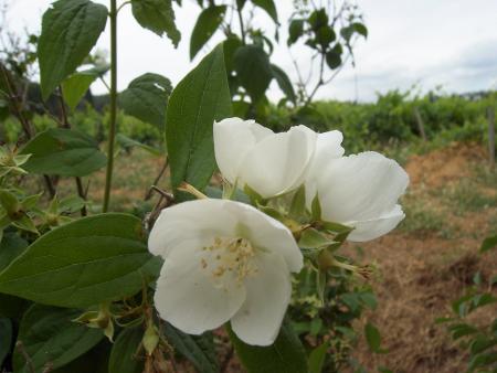 Jardin de mon père